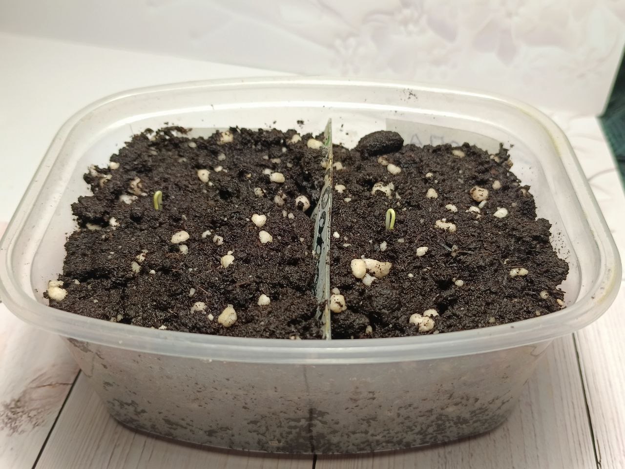 Рассада проклёвывается из грунта