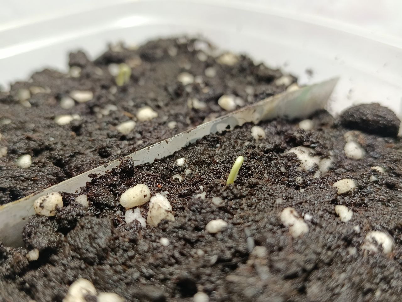 Проклюнувшаяся рассада