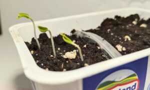 Семена в банке