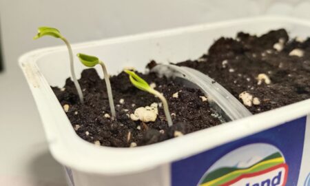 Семена в банке