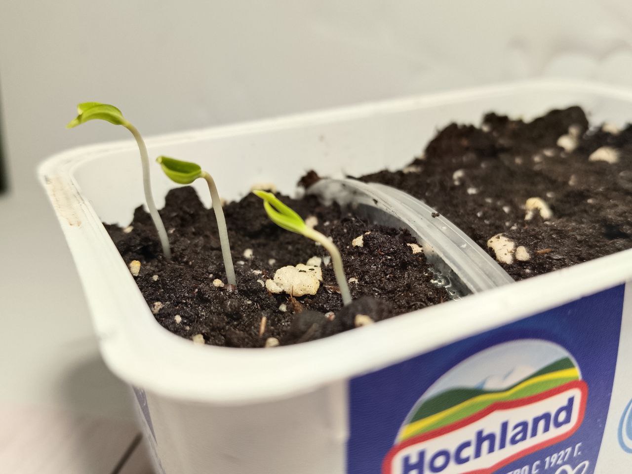 Семена в банке