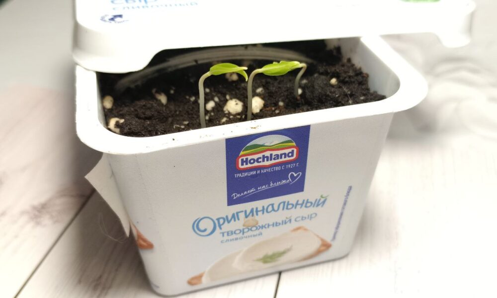 Рассада в коробке