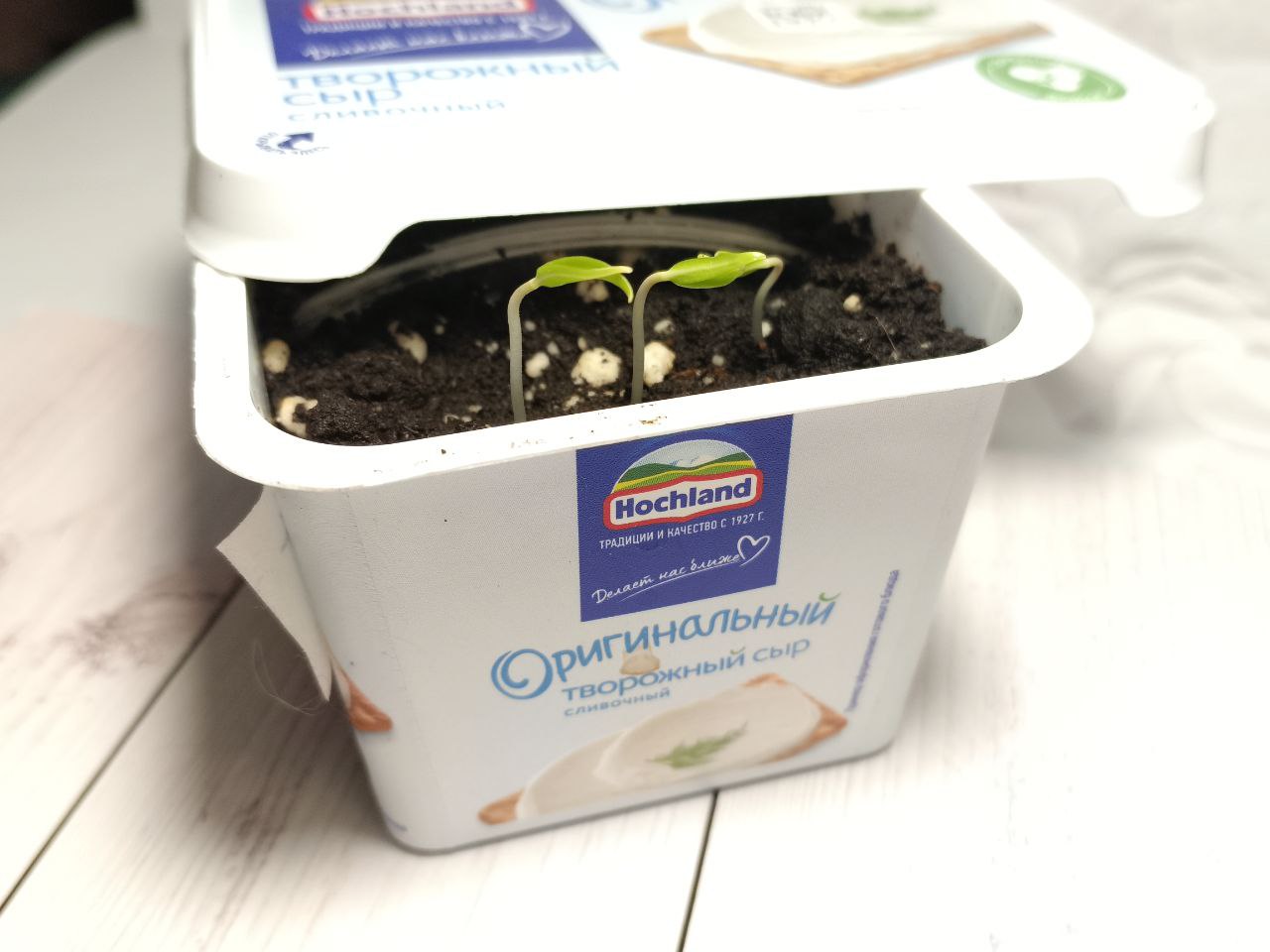 Рассада в коробке