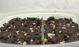 Семена и садоводство