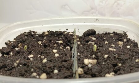 Семена и садоводство