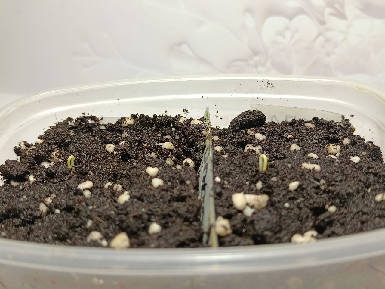 Семена и садоводство