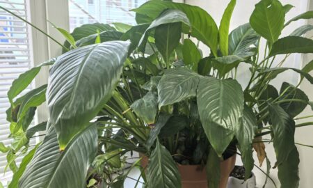 Комнатный цветок на подоконнике