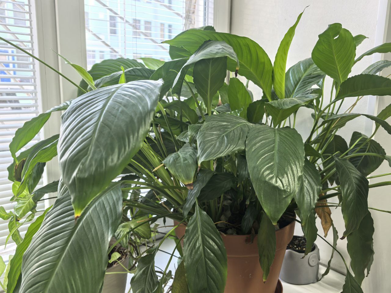 Комнатный цветок на подоконнике