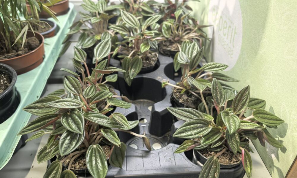 Комнатные растения