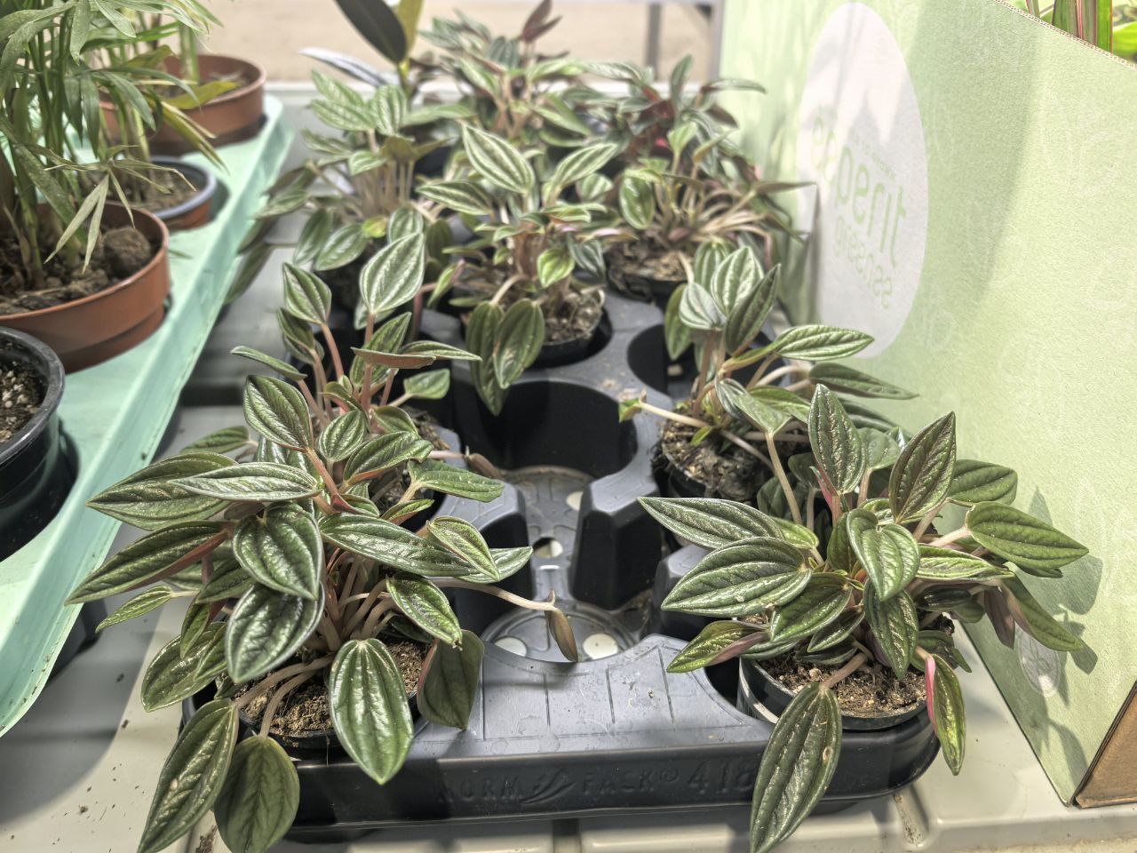 Комнатные растения