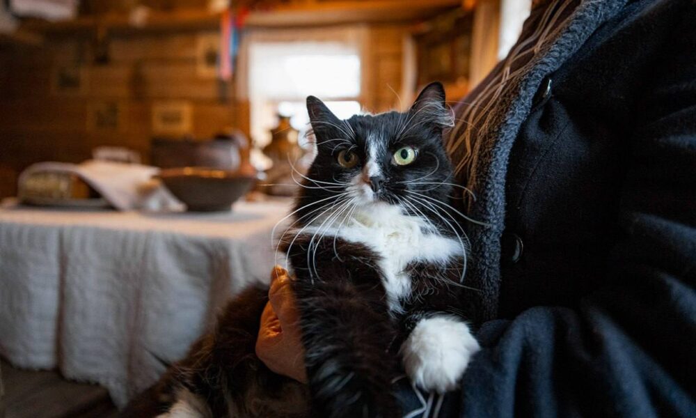 Кошка Ксюша из Витославлиц