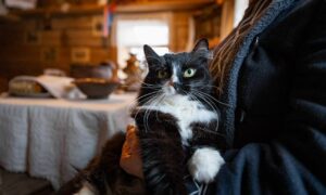 Кошка Ксюша из Витославлиц