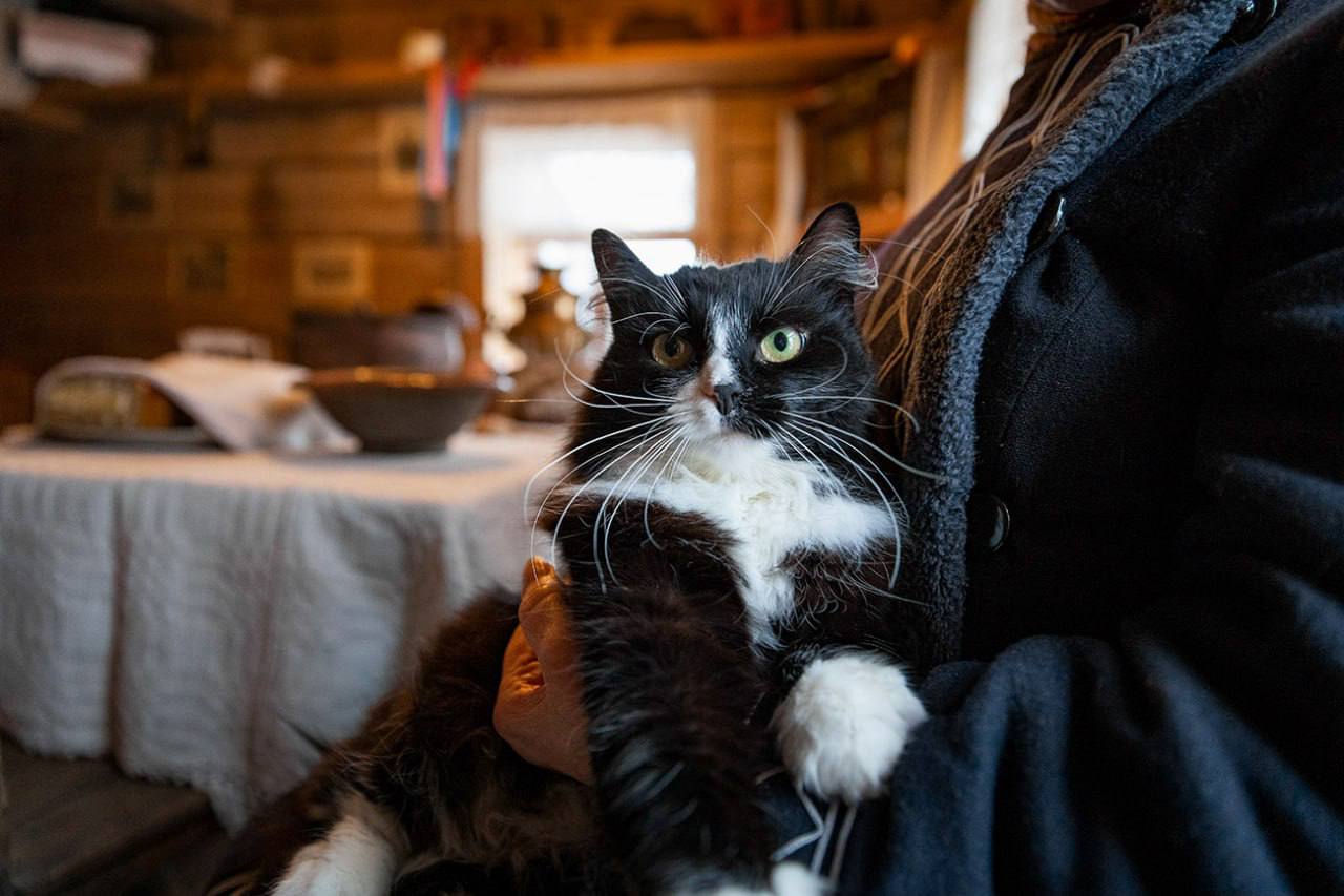 Кошка Ксюша из Витославлиц