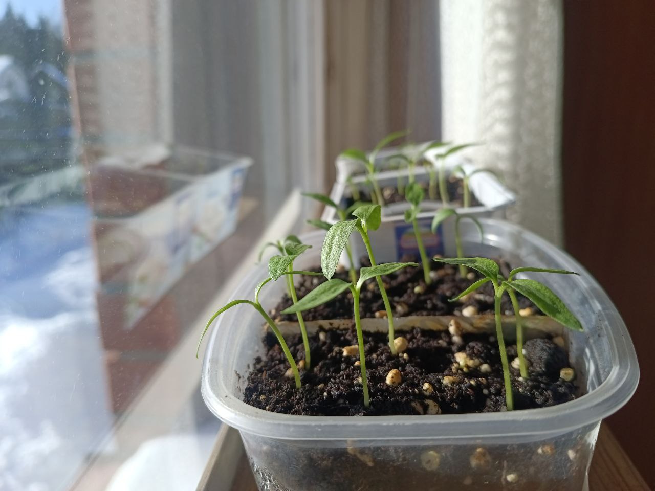 Рассада томатов