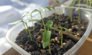 Ростки цветков