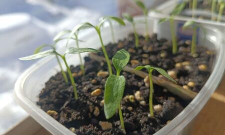 Ростки цветков