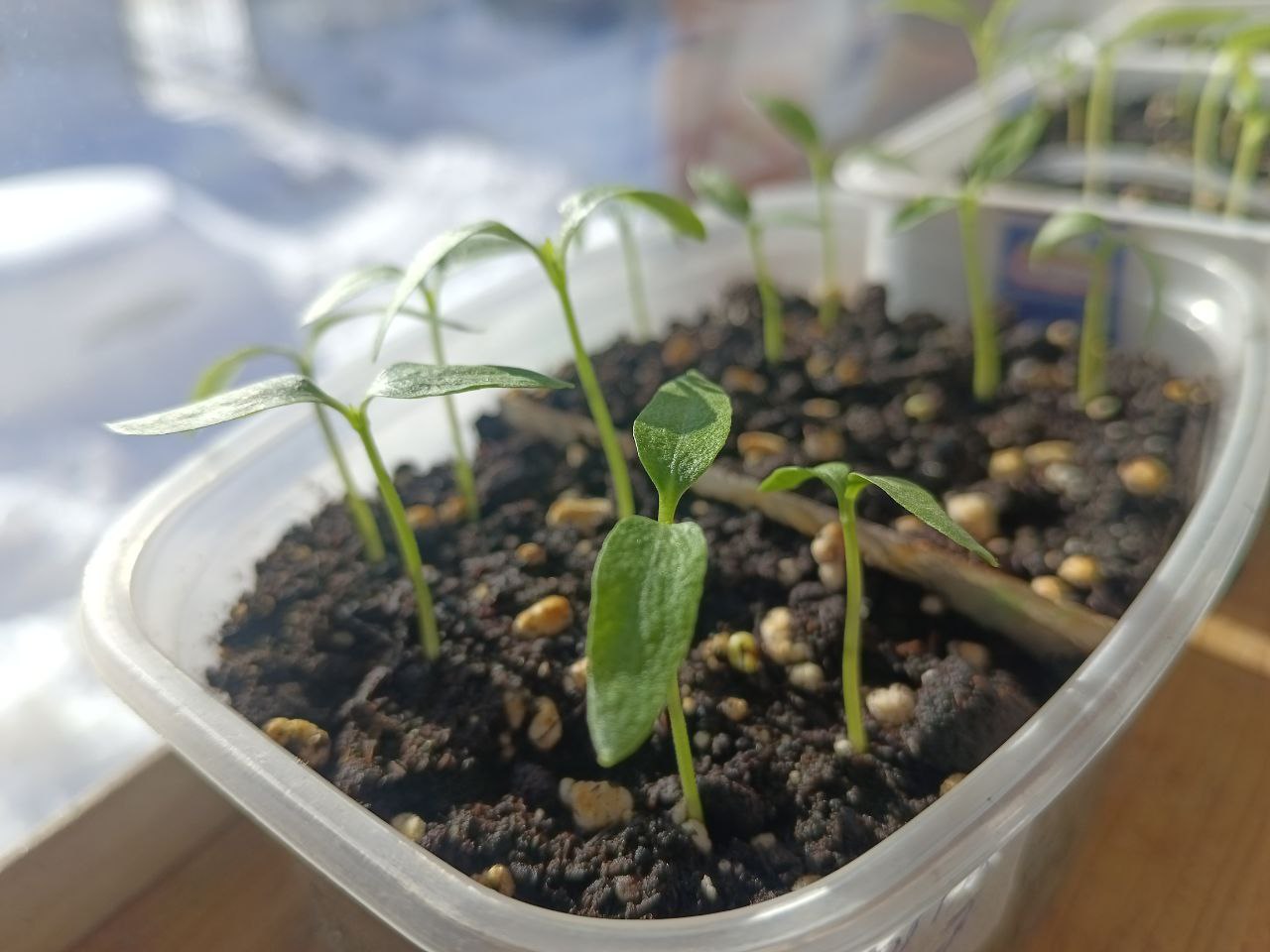 Ростки цветков