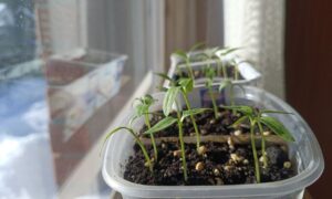 Ростки растения