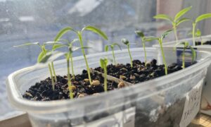 Семена на подоконнике