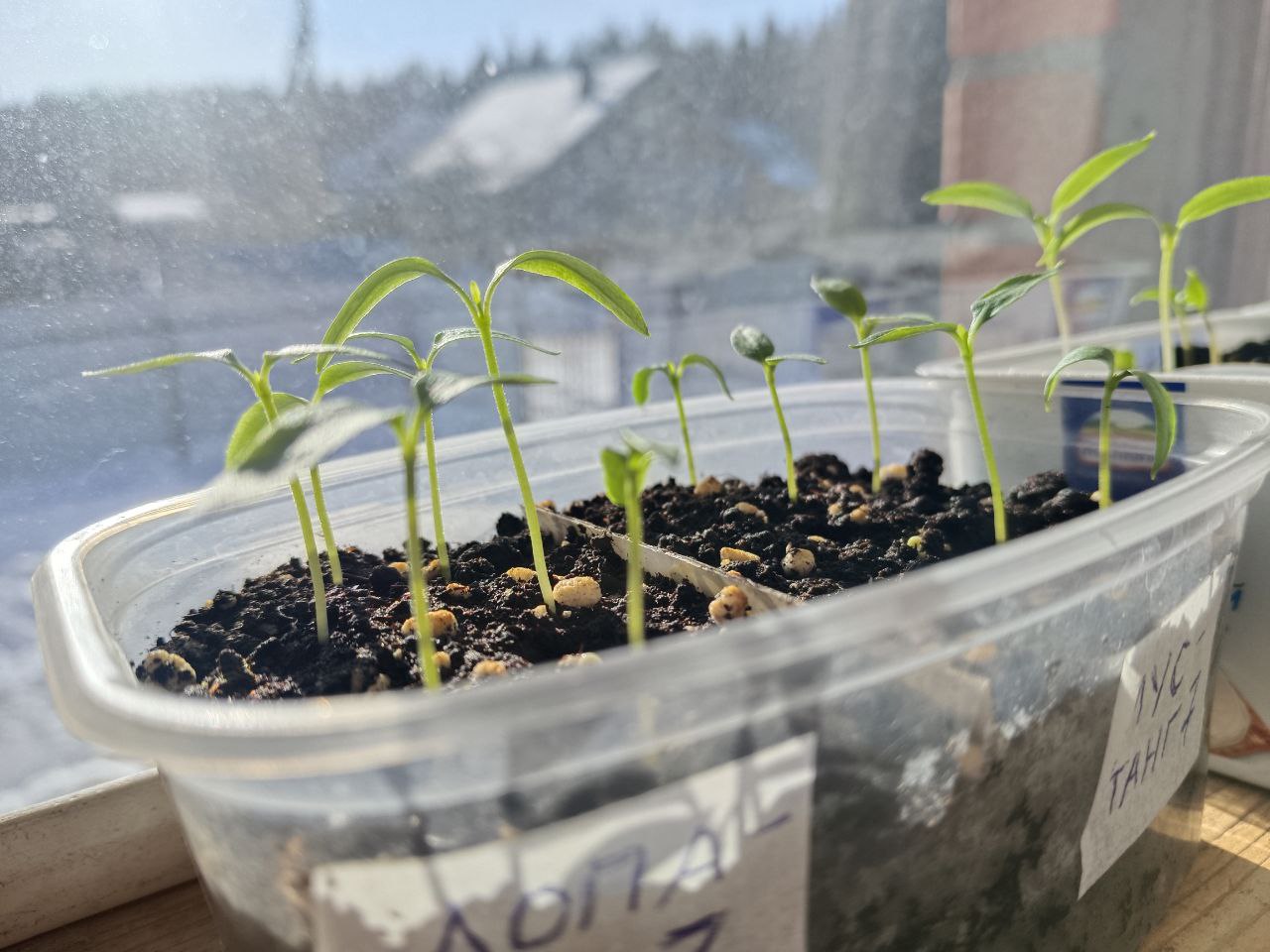 Семена на подоконнике