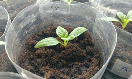 Рассада баклажанов