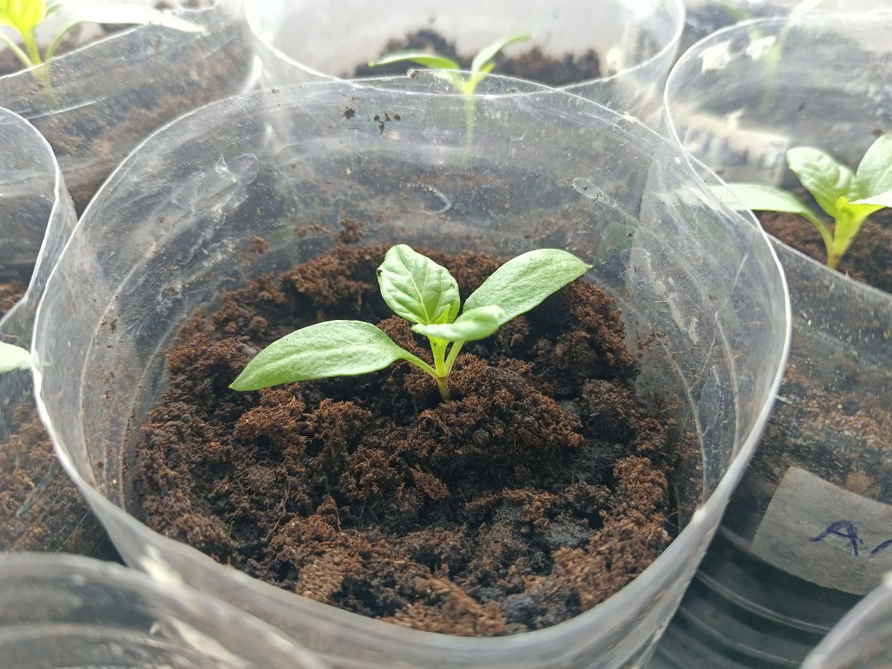 Рассада баклажанов