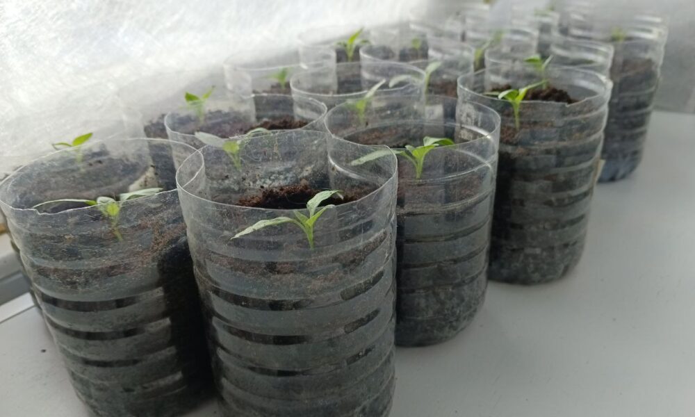 Рассада дома