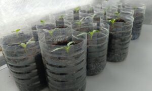 Рассада дома