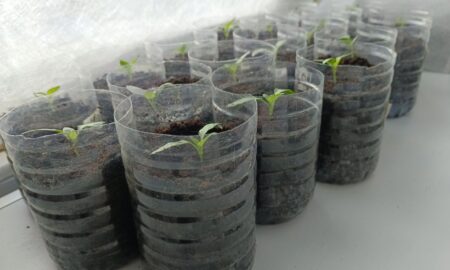 Рассада дома