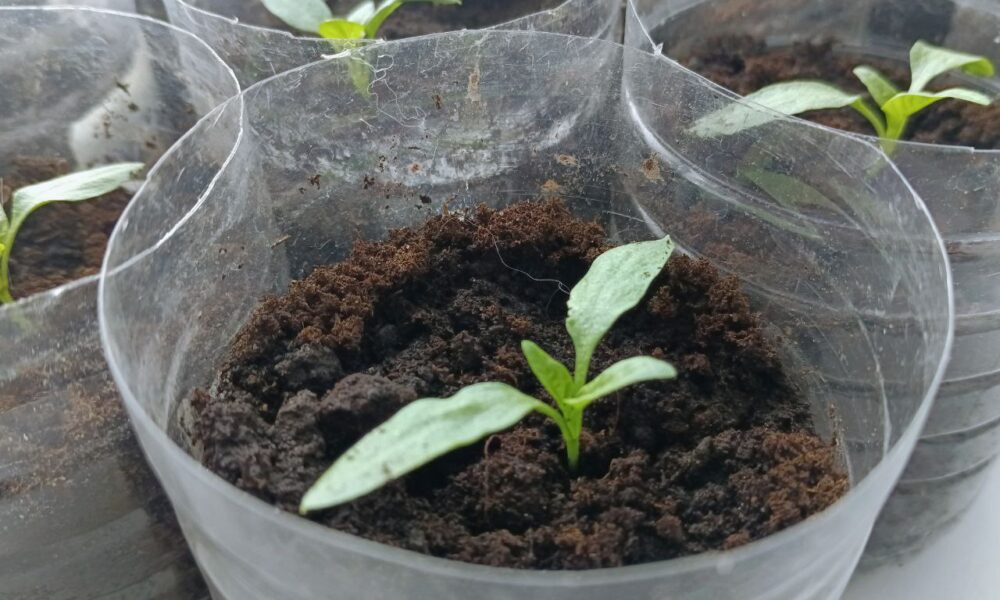 Рассада на подоконнике