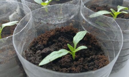 Рассада на подоконнике