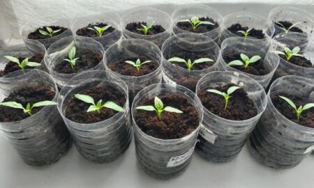 Рассада дома