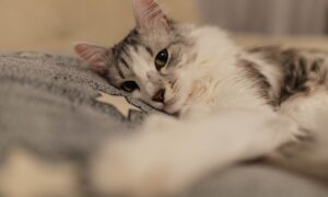 Кот лежит на подушке