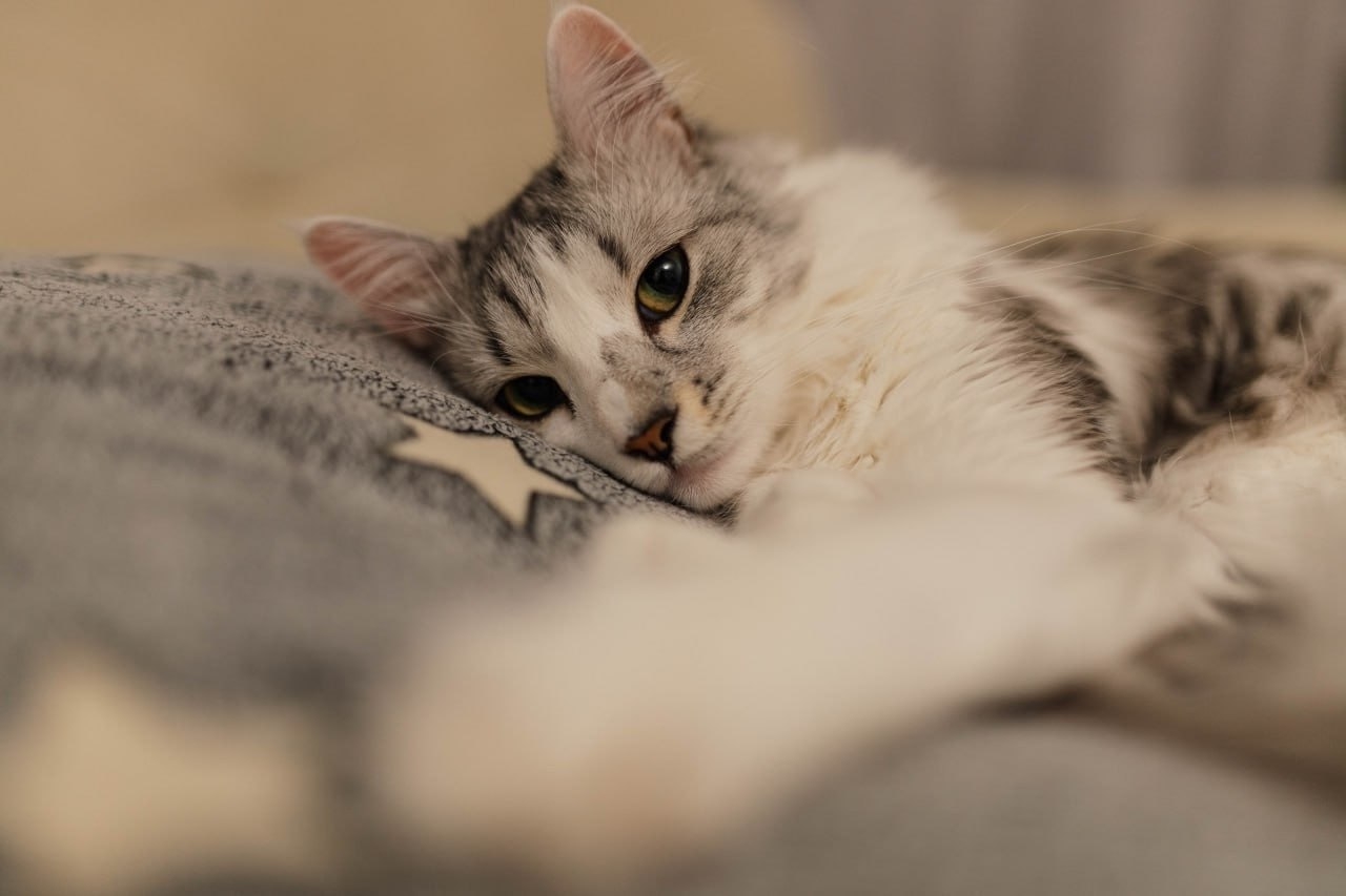 Кот лежит на подушке
