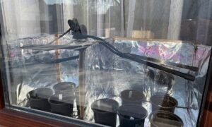 Рассада на подоконнике