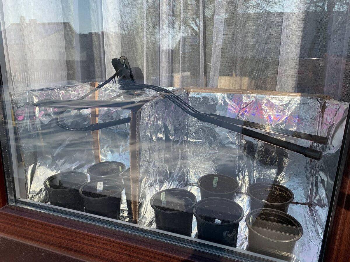 Рассада на подоконнике