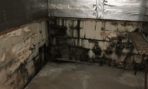 Стены погреба с конденсатом и грибком