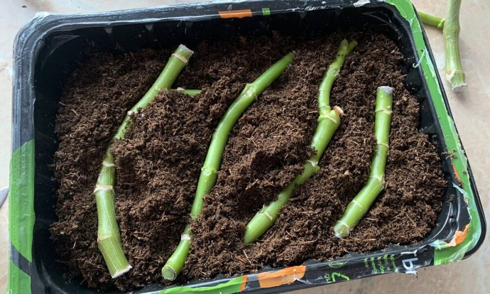 Лежачий способ укоренения пеларгоний