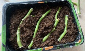 Лежачий способ укоренения пеларгоний