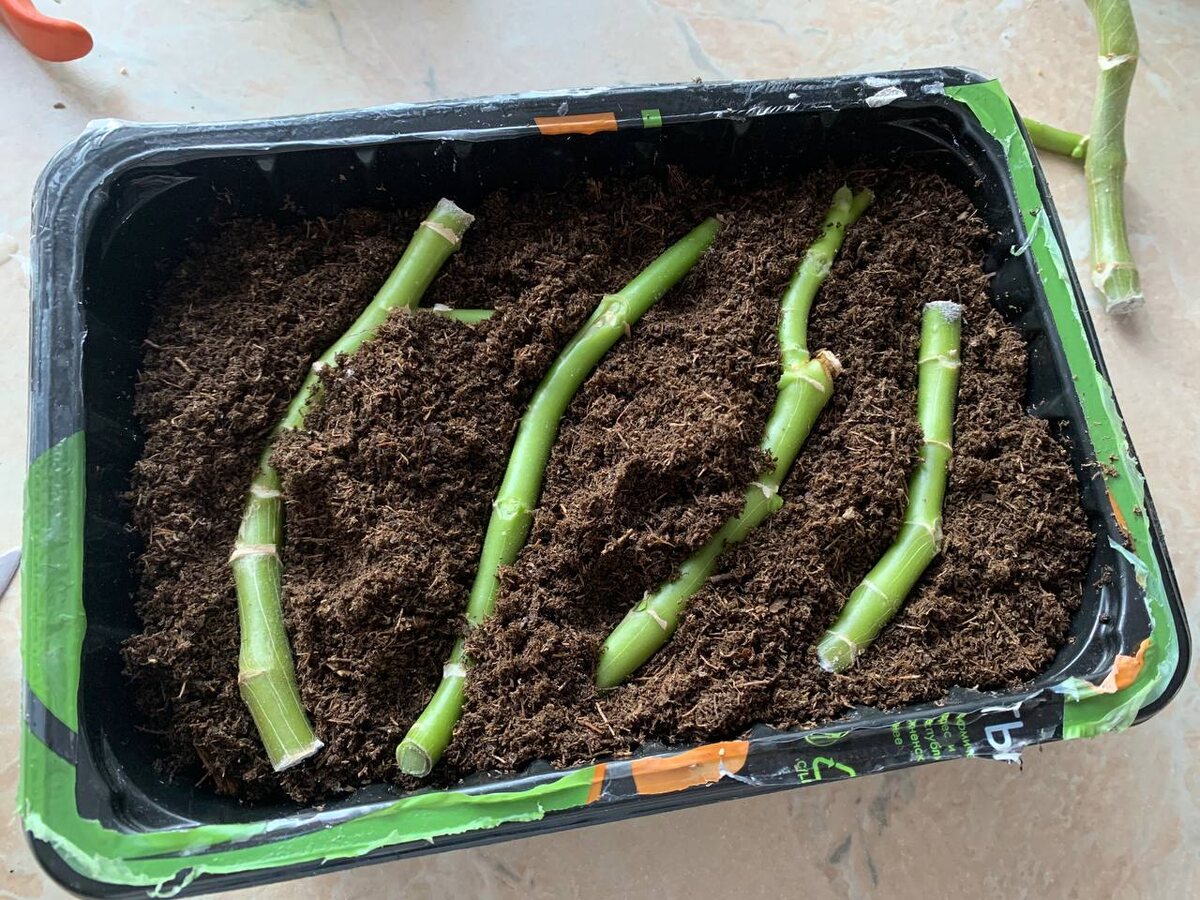 Лежачий способ укоренения пеларгоний