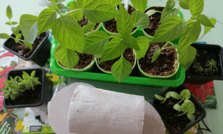 Туалетную бумагу активно используют садоводы