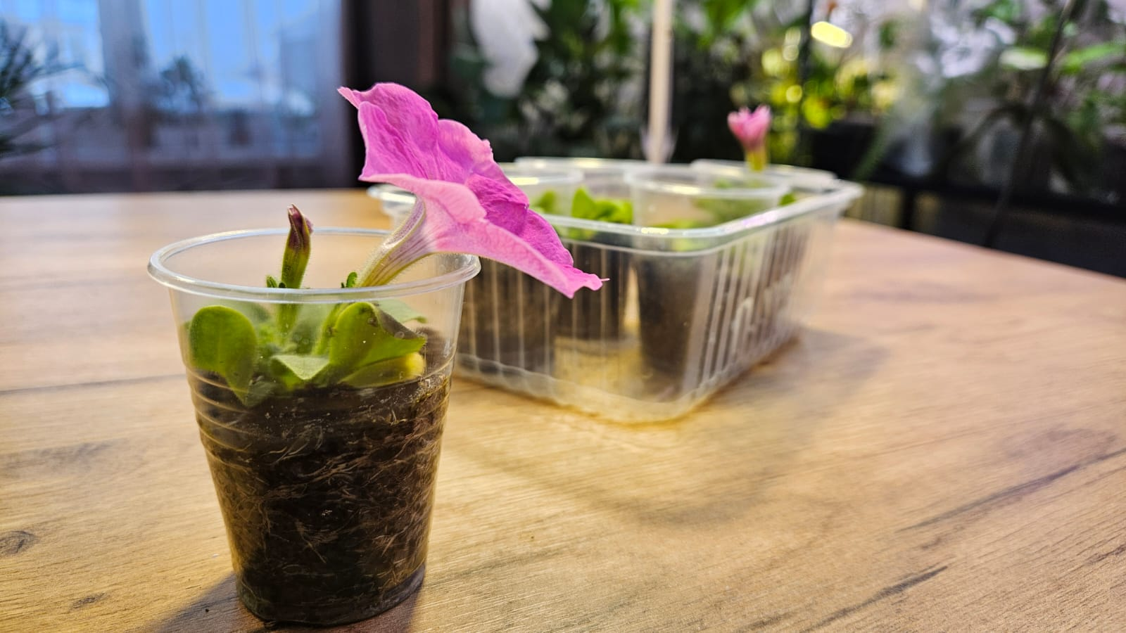 Петуния в стаканчике