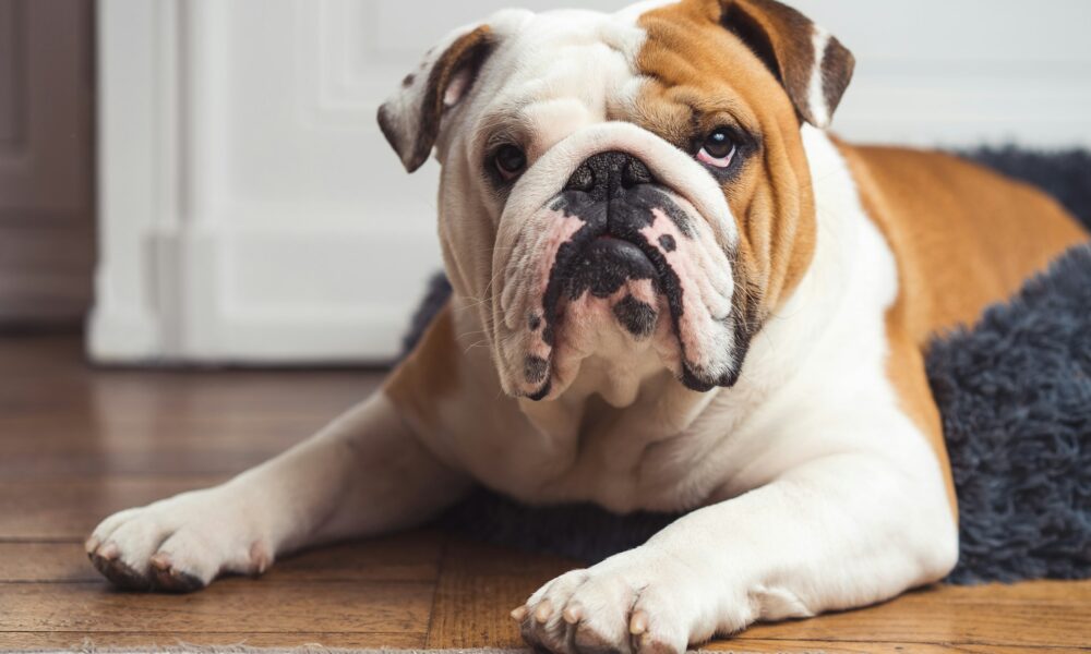 Собака мопс