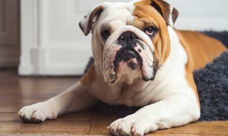 Собака мопс