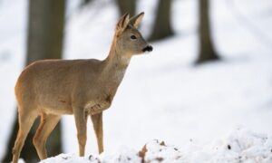 косуля в снегу