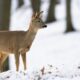 косуля в снегу