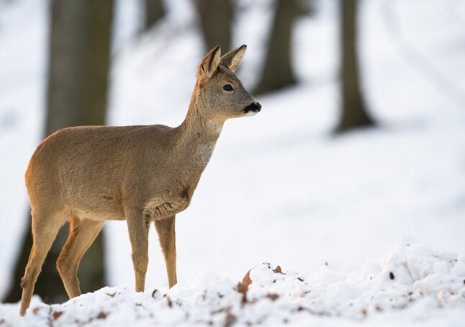 косуля в снегу