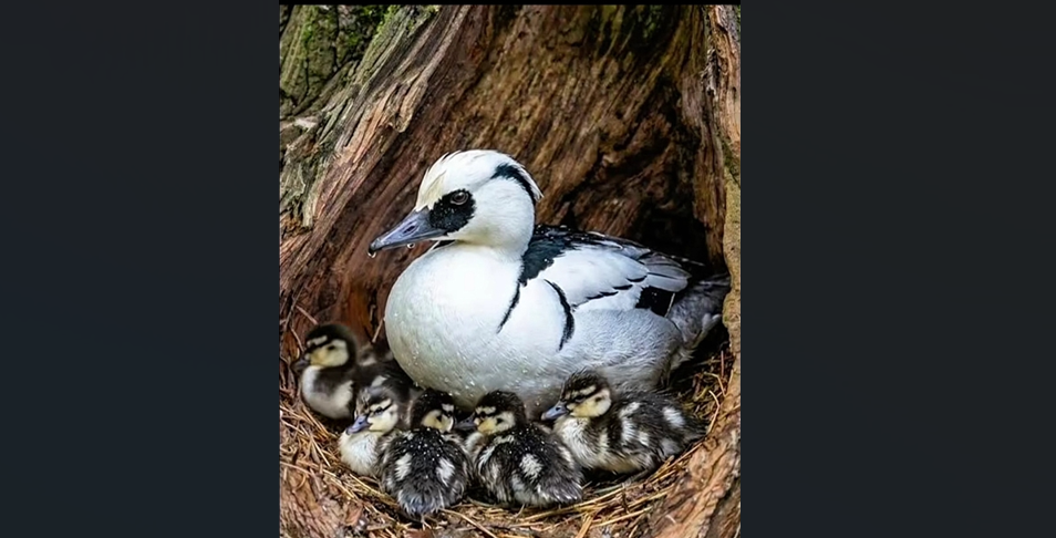 Кадр фейка с утками