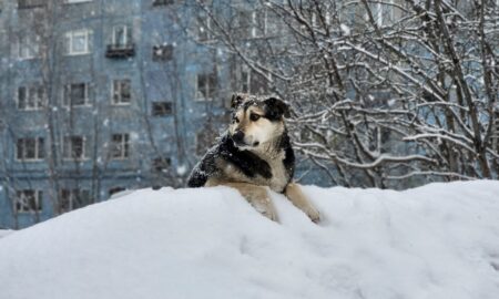 Собака лежит на снегу