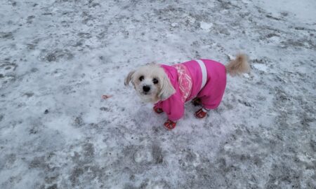 Собака на прогулке